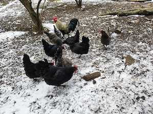 Bruteier Silveruds Bla Grünleger 