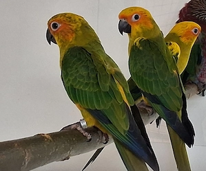 Junge Sonnensittiche