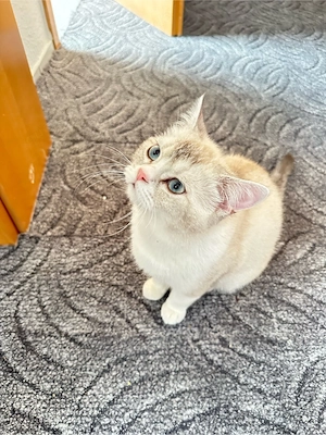 Britisch Kurzhaarkatze