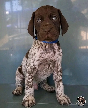 Wunderschöner Deutsch Kurzhaar, Rüde und Hündin verfügbar