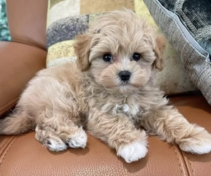 Süßer Malteser Welpe sucht ein liebevolles Zuhause 