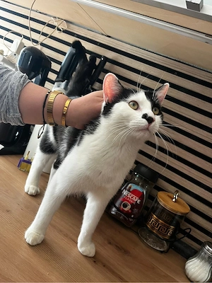 Kater zu verkaufen sofort abholbereit Bild 3