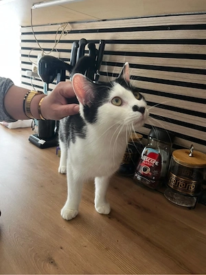 Kater zu verkaufen sofort abholbereit