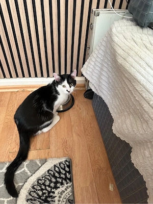 Kater zu verkaufen sofort abholbereit Bild 4
