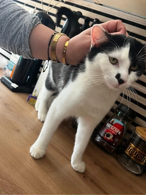 Kater zu verkaufen sofort abholbereit Bild 2