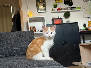 Katzen Junge Orange sucht ein zu Hause