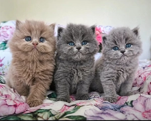 Reinrassige BLH Kitten blue, fawn excellente Stammbaum geimpft gechipt Gesundheitszeugnis