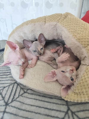 Süße Sphynx Kitten suchen ein liebevolles Zuhause
