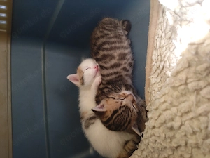 EKH Mischlinge Kitten