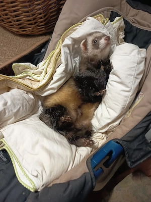 Traumzuhause für souveräne Frettchen-Fähe gesucht (PLZ  km) Bild 2