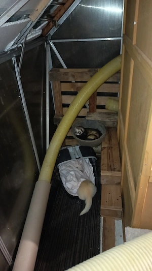Traumzuhause für souveräne Frettchen-Fähe gesucht (PLZ  km) Bild 6