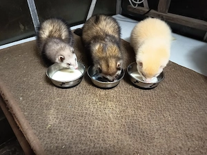 Traumzuhause für souveräne Frettchen-Fähe gesucht (PLZ  km) Bild 5