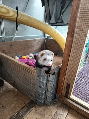 Traumzuhause für souveräne Frettchen-Fähe gesucht (PLZ  km) Bild 3