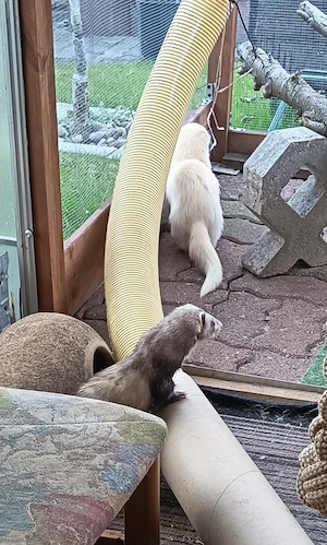 Traumzuhause für souveräne Frettchen-Fähe gesucht (PLZ  km) Bild 4