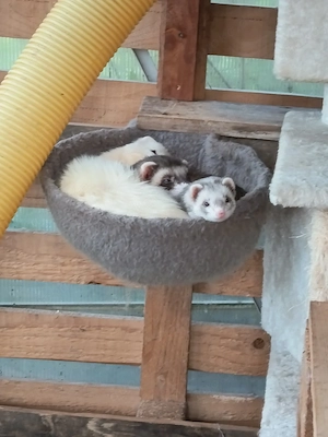 Traumzuhause für souveräne Frettchen-Fähe gesucht (PLZ  km)