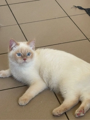 Britsch Kurzhaar kater 