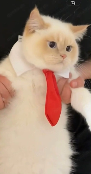 Britsch kurzhaar kater 