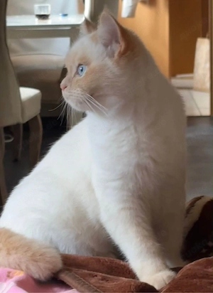 Britsch Kurzhaar kater 