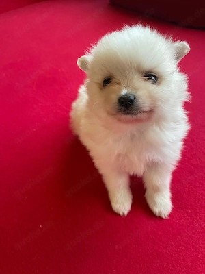 Wunderschöner Zwergspitz (Pomeranian) Rüde   3 Monate alt, geimpft & gechipt