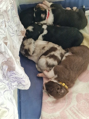 Australien Shepherd Border Collie Mix Welpen