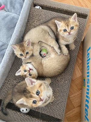 British Kurzhaar Kitten weiblich + männlich
