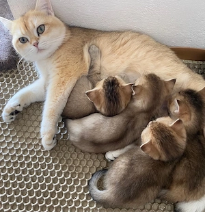 British Kurzhaar Kitten weiblich + männlich