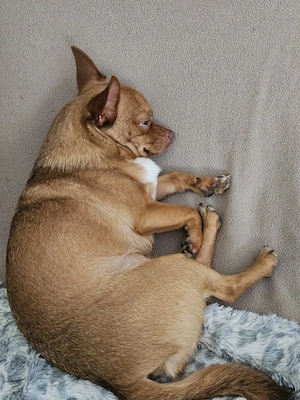 Chihuahua 