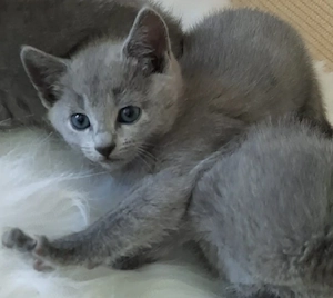 Russisch Blau Kitten