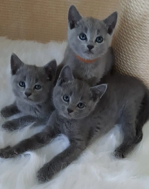 Russisch Blau Kitten