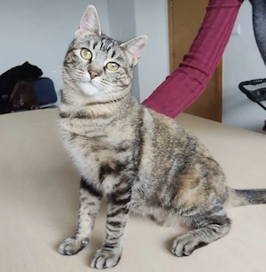 Süße verspielte Katze sucht ihr Zuhause