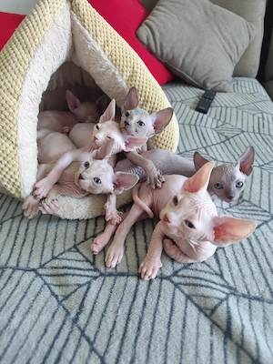 Süße Sphynx Kitten suchen ein liebevolles Zuhause