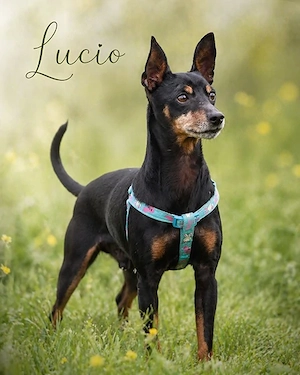 Lucio - ein freundlicher Begleiter