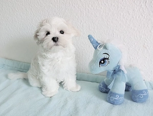 bezaubernder Malteser-Welpe Bild 2