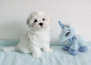 bezaubernder Malteser-Welpe