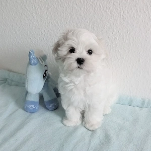 bezaubernder Malteser-Welpe Bild 3