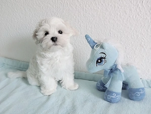 bezaubernder Malteser-Welpe Bild 4