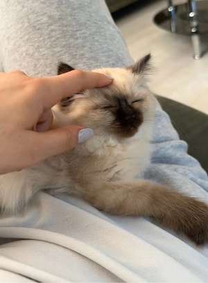 baby kitten 