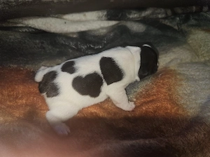 1 frenchi sucht