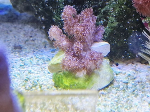 Capnella imbricata Kenia-Bäumchen