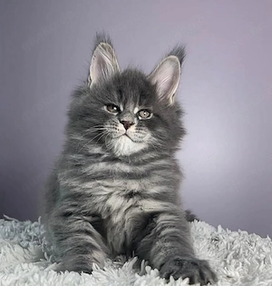 Männliches Maine-Coon-Kätzchen - 5 Monate, vollständig geimpft