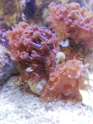 Meerwasser Goniopora LPS 