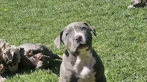  American Bully Welpen   TLBR Zucht