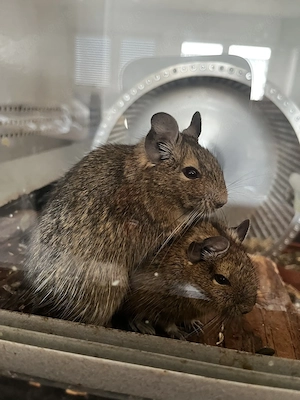 3 Degu-Männchen inkl. Stall mit Unterschrank