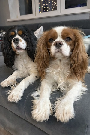 Cavalier King Charles Spaniel Welpe