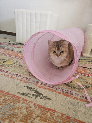 BKH, black golden shaded