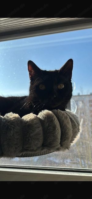 Katze in liebevolle Hände abzugeben 