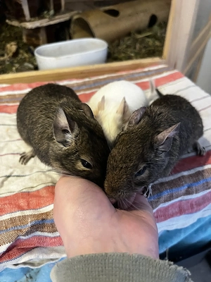 3 Degugruppen abzugeben (Männchen und Weibchen)   auf Wunsch mit Stall und Zubehör