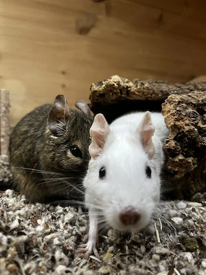 3 Degu-Damen inkl. Eckstall von der Kleintiervilla