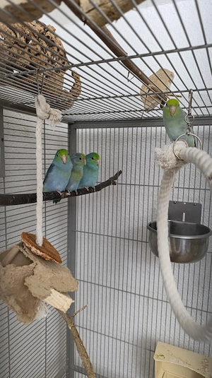 Sperlingspapageie 