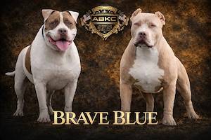 American Bully XL
